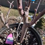 Princess Sakura Rose Plant photo review