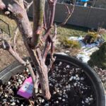 Princess Sakura Rose Plant photo review