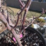 Princess Sakura Rose Plant photo review