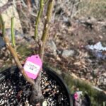 confiture Rose Plant photo review