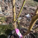 confiture Rose Plant photo review