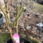 confiture Rose Plant photo review