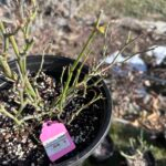 princess midori Rose Plant photo review