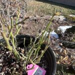 princess midori Rose Plant photo review