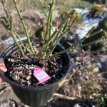 princess pinku Rose Plant photo review