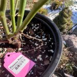 princess pinku Rose Plant photo review