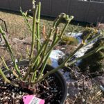 princess pinku Rose Plant photo review