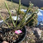 princess pinku Rose Plant photo review