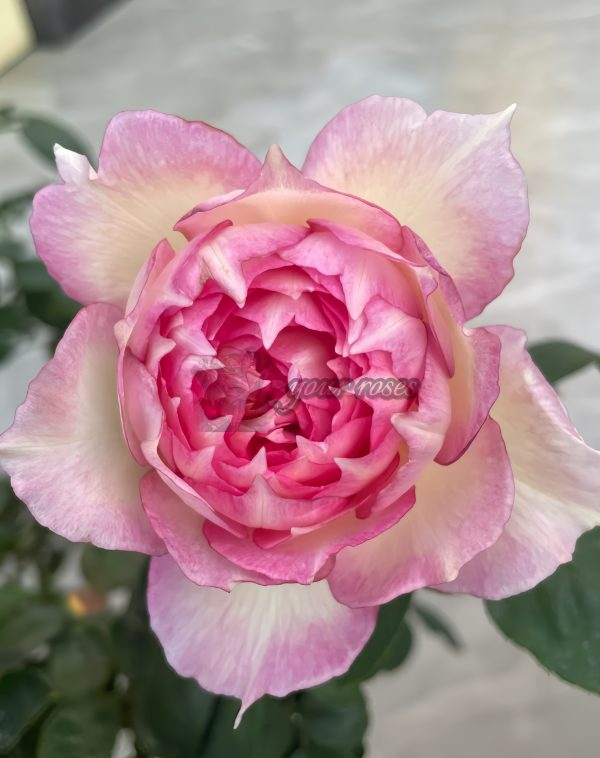 Jade Bowl Lace Rose丨Your roses