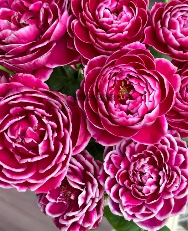 Japanese Mary Rose丨Your roses