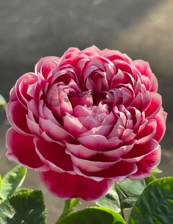 Japanese Mary Rose plant丨Your roses