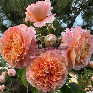 Jef l'Artiste Rose plant丨Your roses