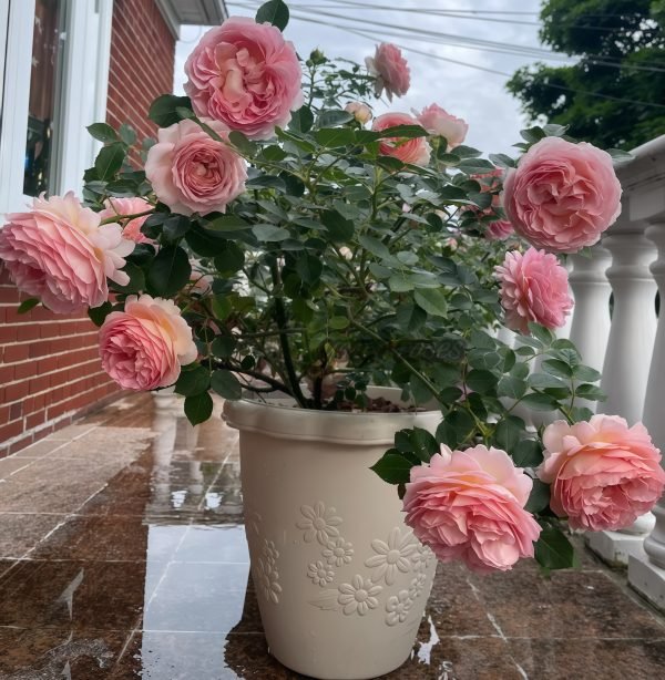 Jubilee Celebration Rose AUShunter Rose plant丨Your roses