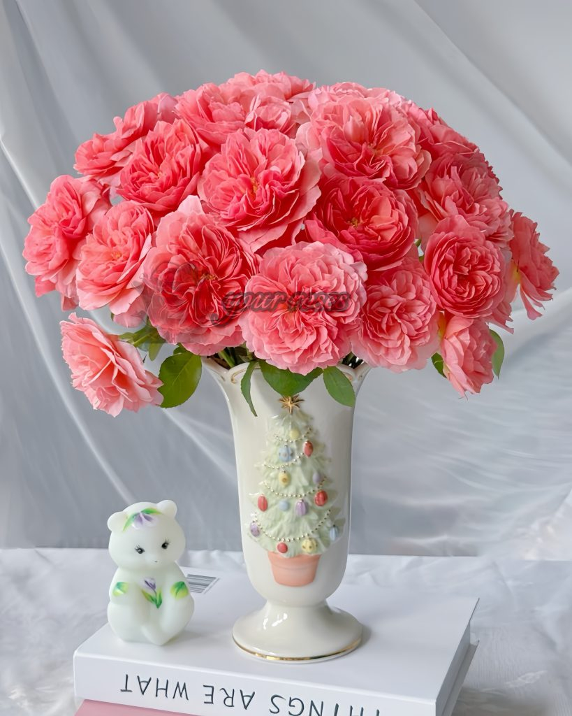 Kaori Kazari Rose Plant -