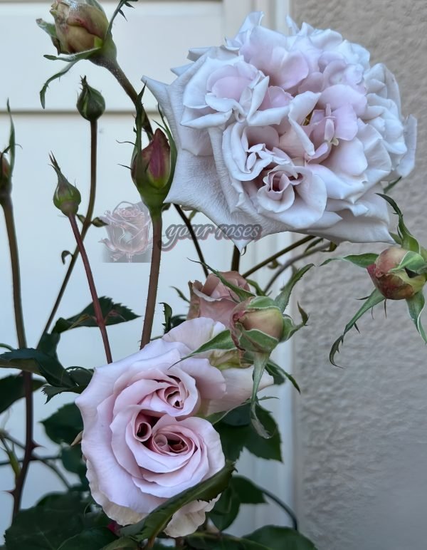 Latte art Rose plant丨Your roses
