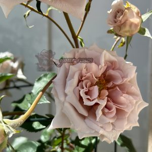 Latte art Rose丨Your roses