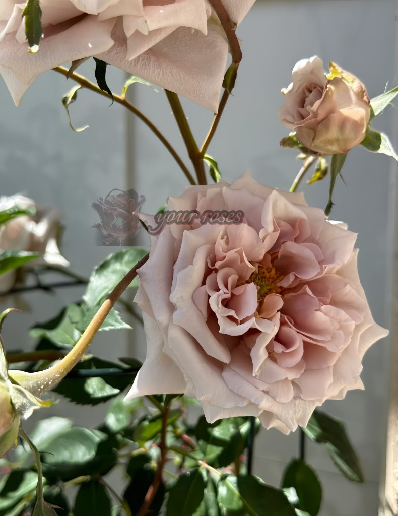 Latte art Rose Plant -