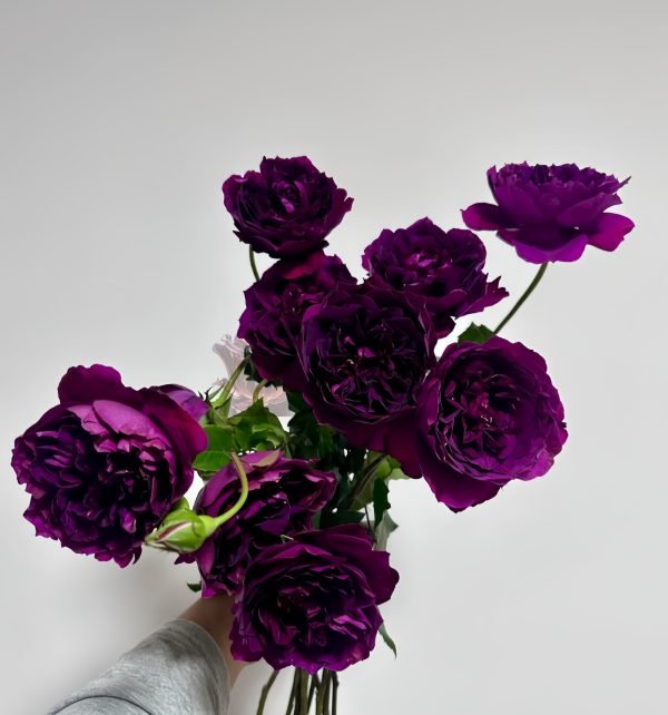 Le Tepms des Cerises Rose plant丨Your roses