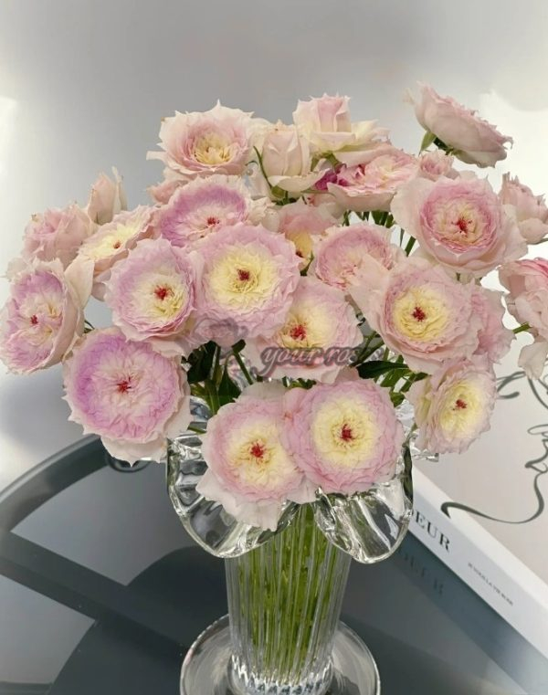 Listen Rose丨Your roses
