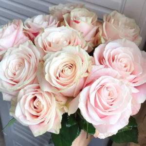 Loulan Rose plant丨Your roses