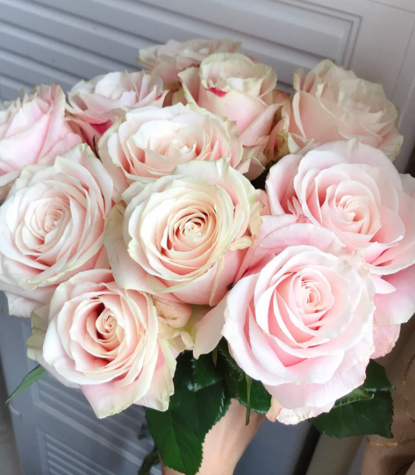 Loulan Rose plant丨Your roses