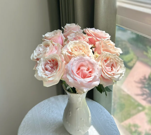 Loulan Rose for sale丨Your roses