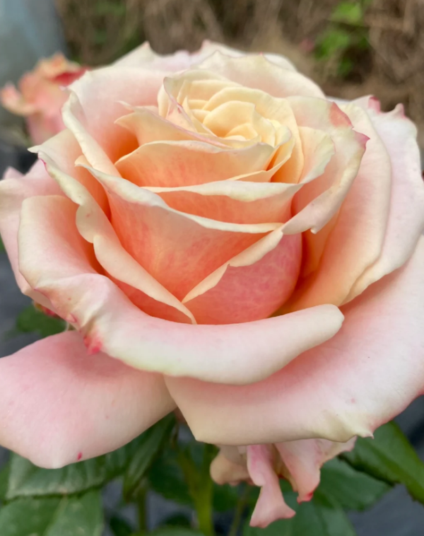 Loulan Rose plant丨Your roses