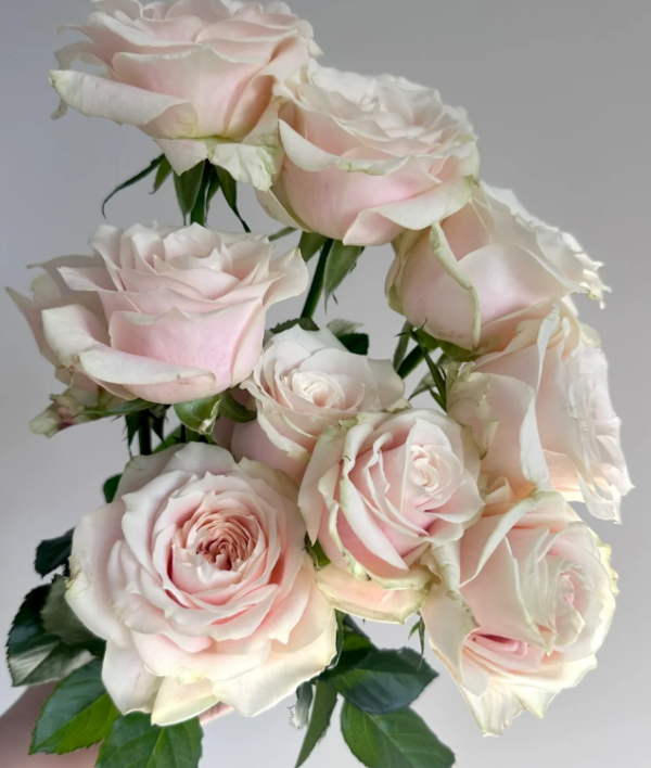 Loulan Rose丨Your roses