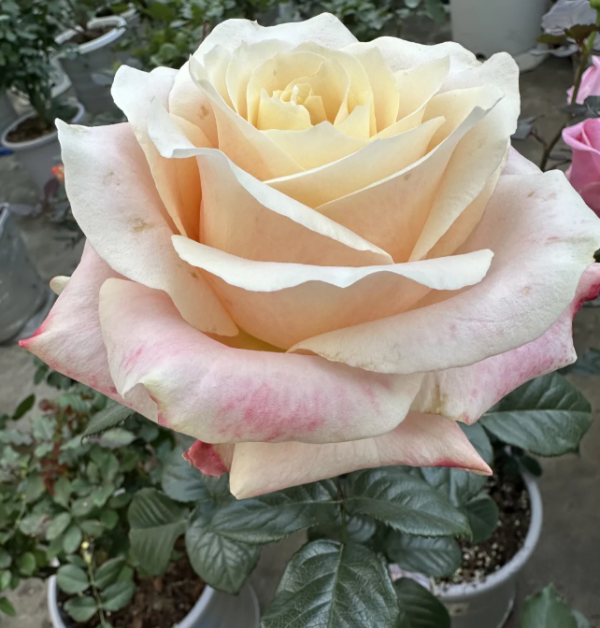 Loulan Rose丨Your roses