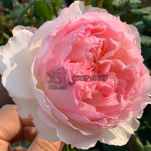 M-Perzik Rose plant丨Your roses