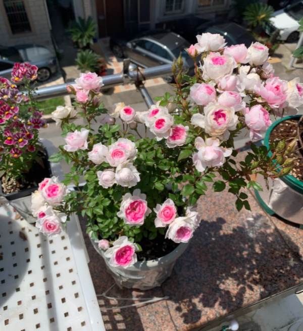 Mary Rose plant丨Your roses