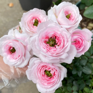 Mary Rose for sale丨Your roses