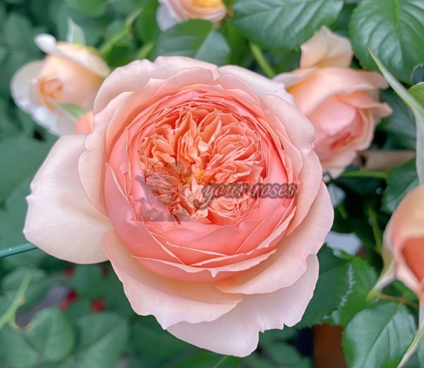 Masora Rose plant丨Your roses
