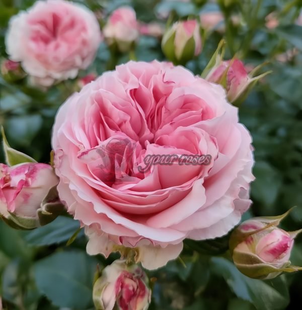 Mayra s Bridal Rose for sale丨Your roses