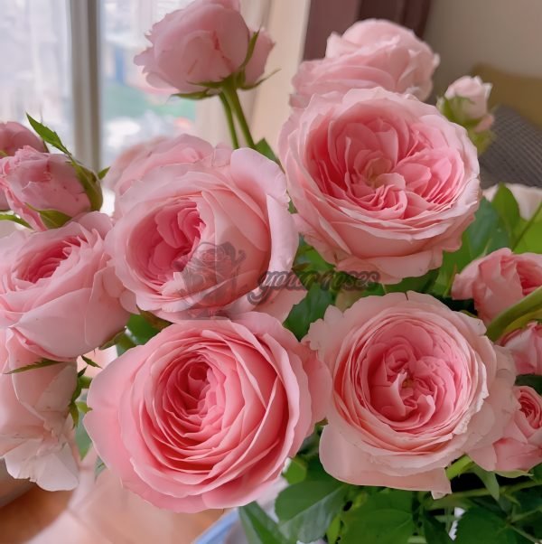 Mayra s Bridal Rose丨Your roses
