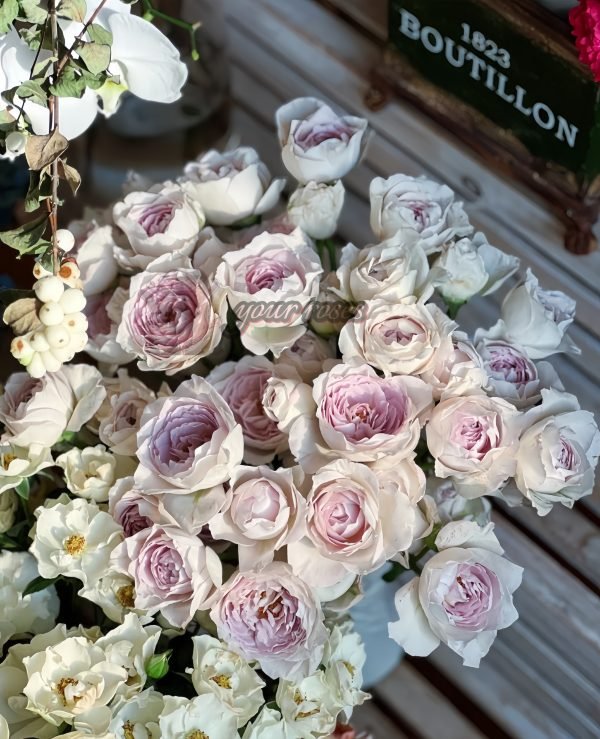 Milk pearl Rose plant丨Your roses
