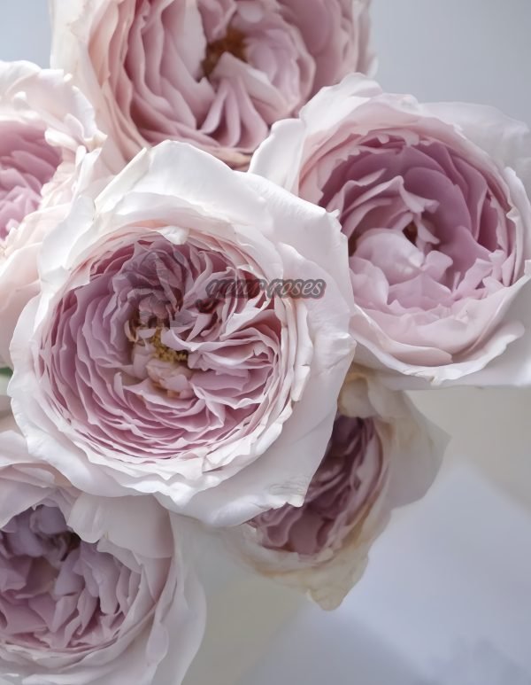 Milk pearl Rose for sale丨Your roses