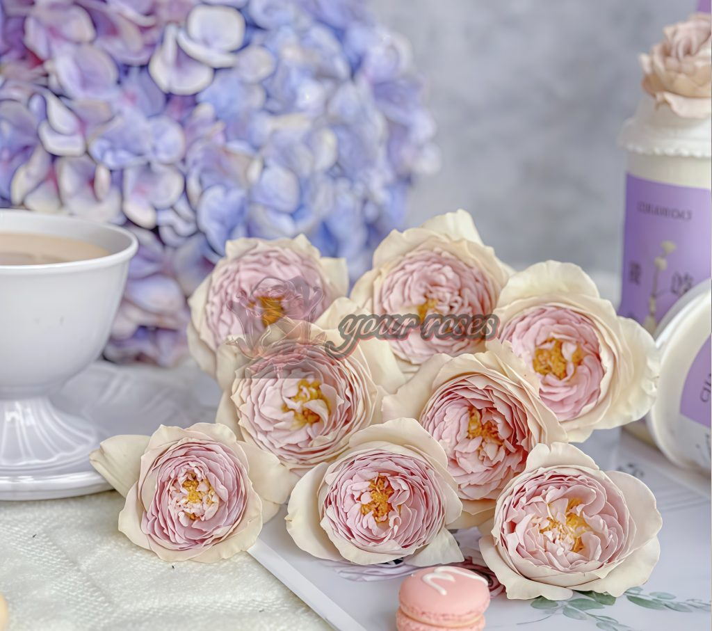 Milky Pearl Rose Plant -