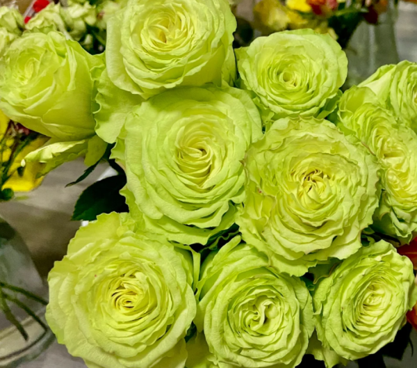 Mint Tea Rose 丨Your roses