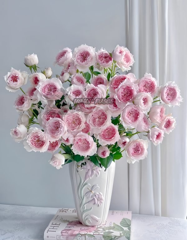 Monique Darve Rose丨Your roses