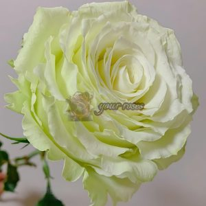 Moonstone Rose Cadillac DeVille Rose WEKcryland Rose丨Your roses