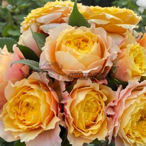 Morning Rose丨Your roses