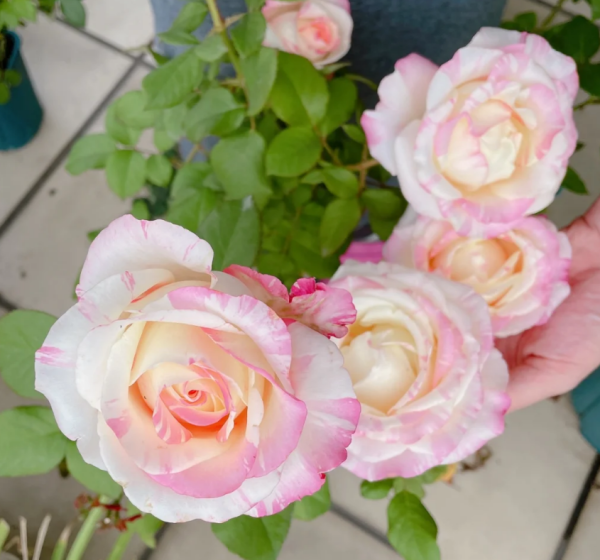 Nichang Rose丨Your roses