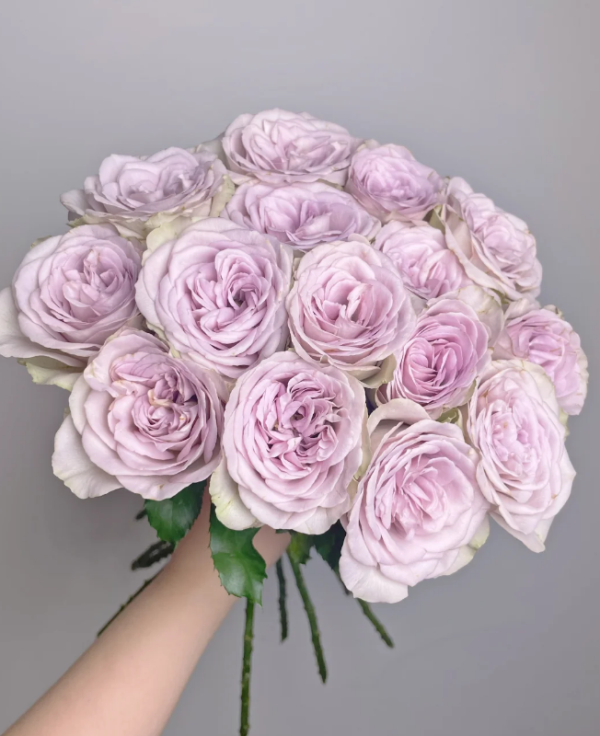 Notre Dame Rose for sale丨Your roses