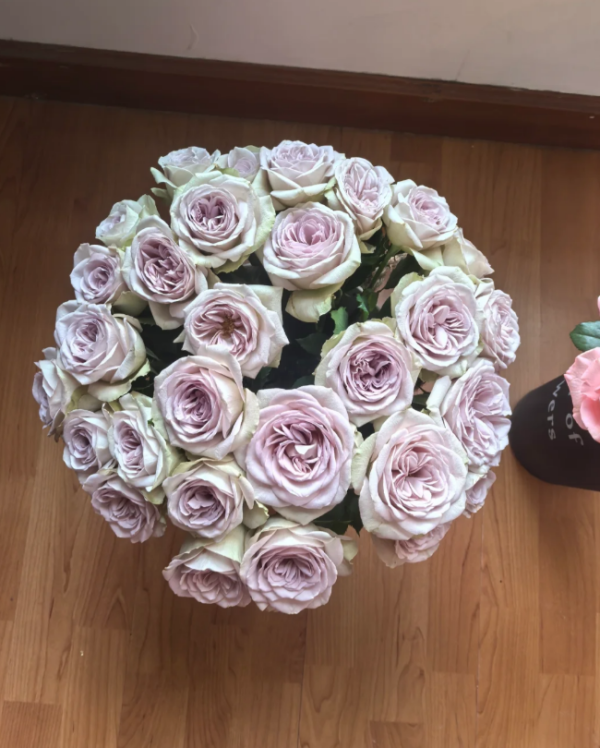 Notre Dame Rose丨Your roses