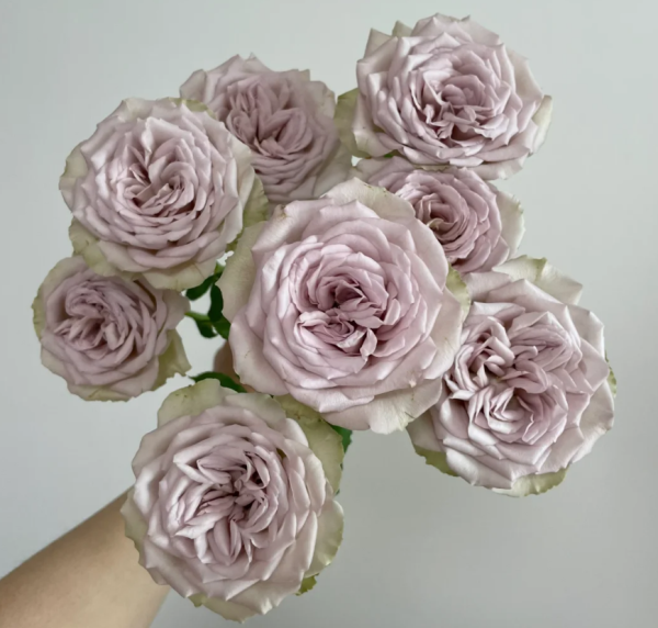 Notre Dame Rose丨Your roses