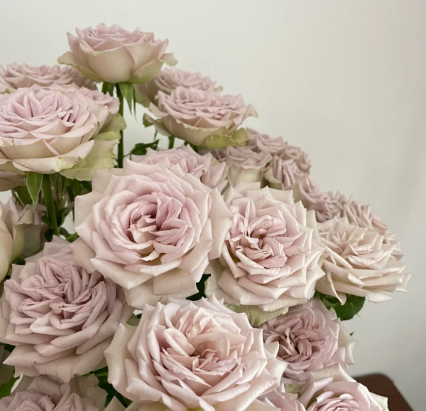 Notre Dame Rose plant丨Your roses