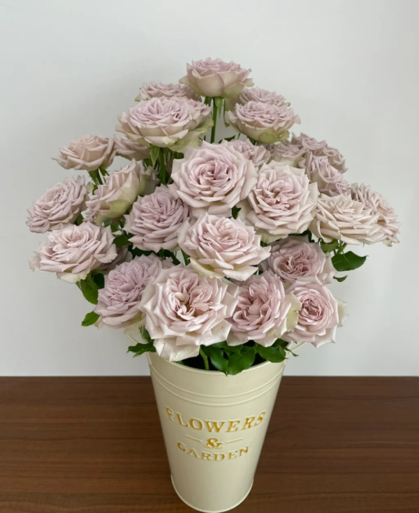Notre Dame Rose丨Your roses
