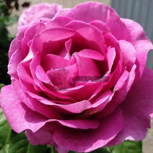 Odeur d'Amour Rose丨Your roses