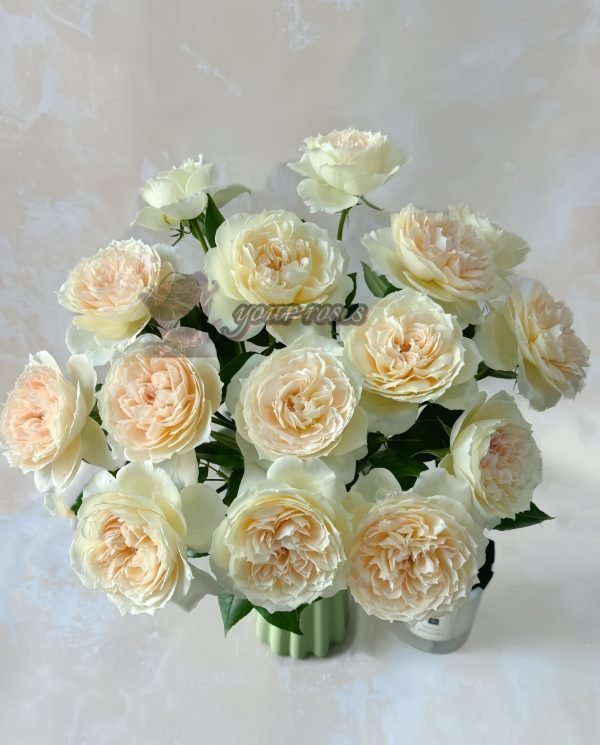 Opera queen Rose plant丨Your roses